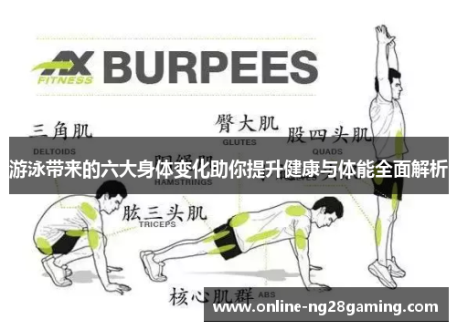 游泳带来的六大身体变化助你提升健康与体能全面解析